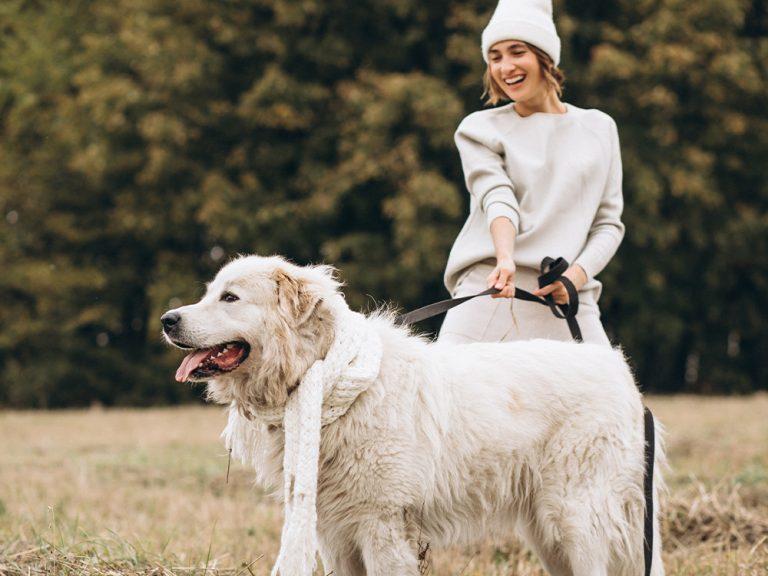 white Great Pyrenees