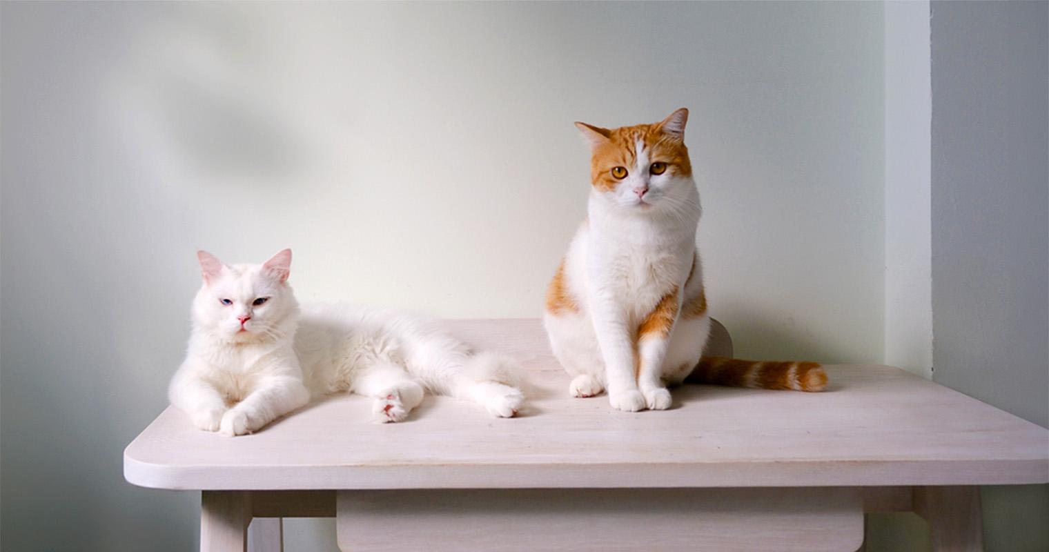 Male vs Female Cats: Which Cat Should I Adopt?