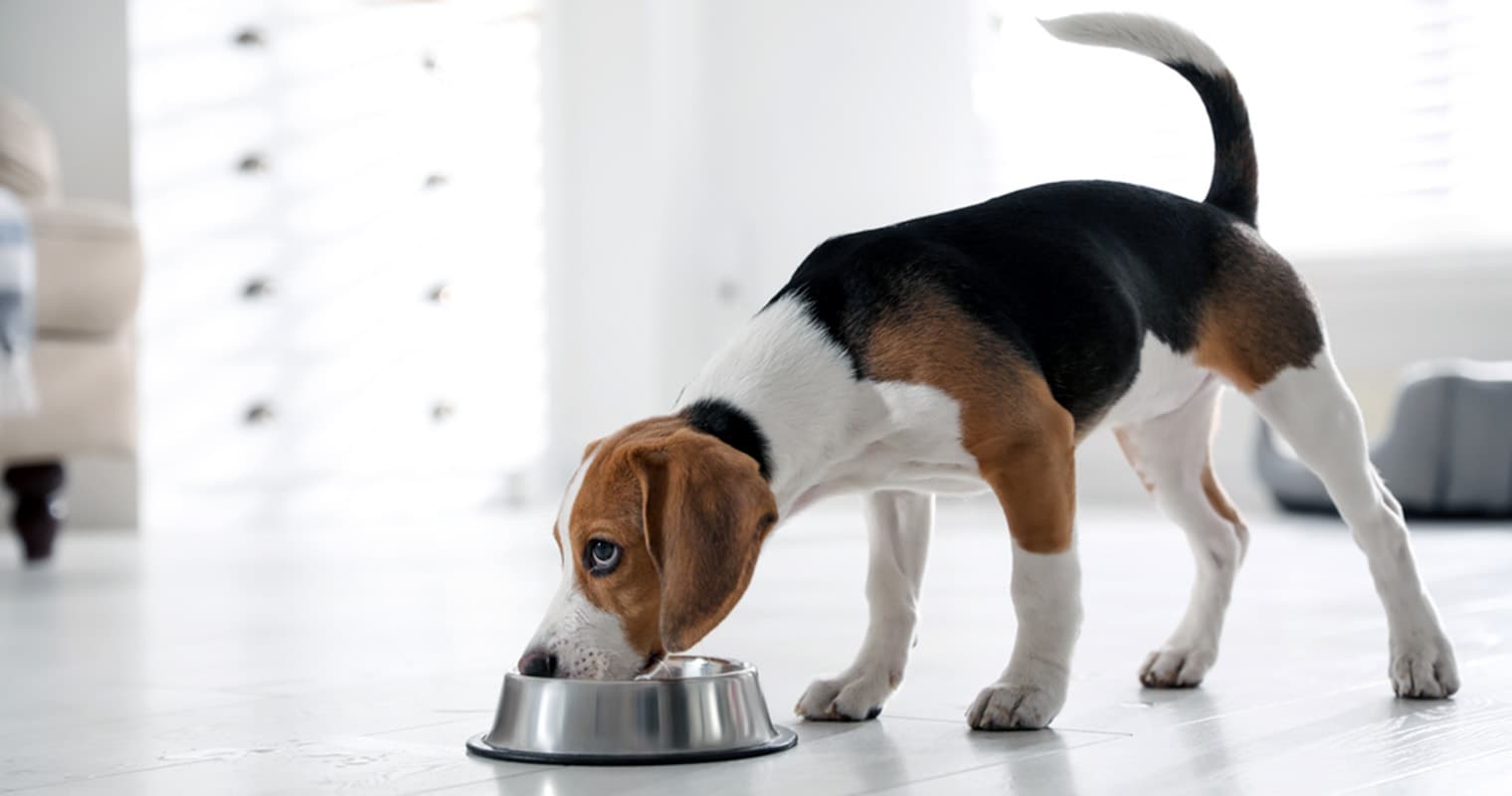 Adopting a Dog? Here’s What You Should Know About Food Aggression First