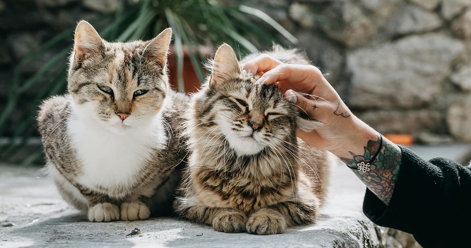 Where Can I Take A Cat I Found?