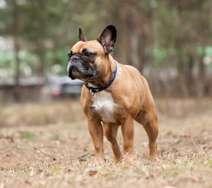 What are French Bulldogs mixed with?