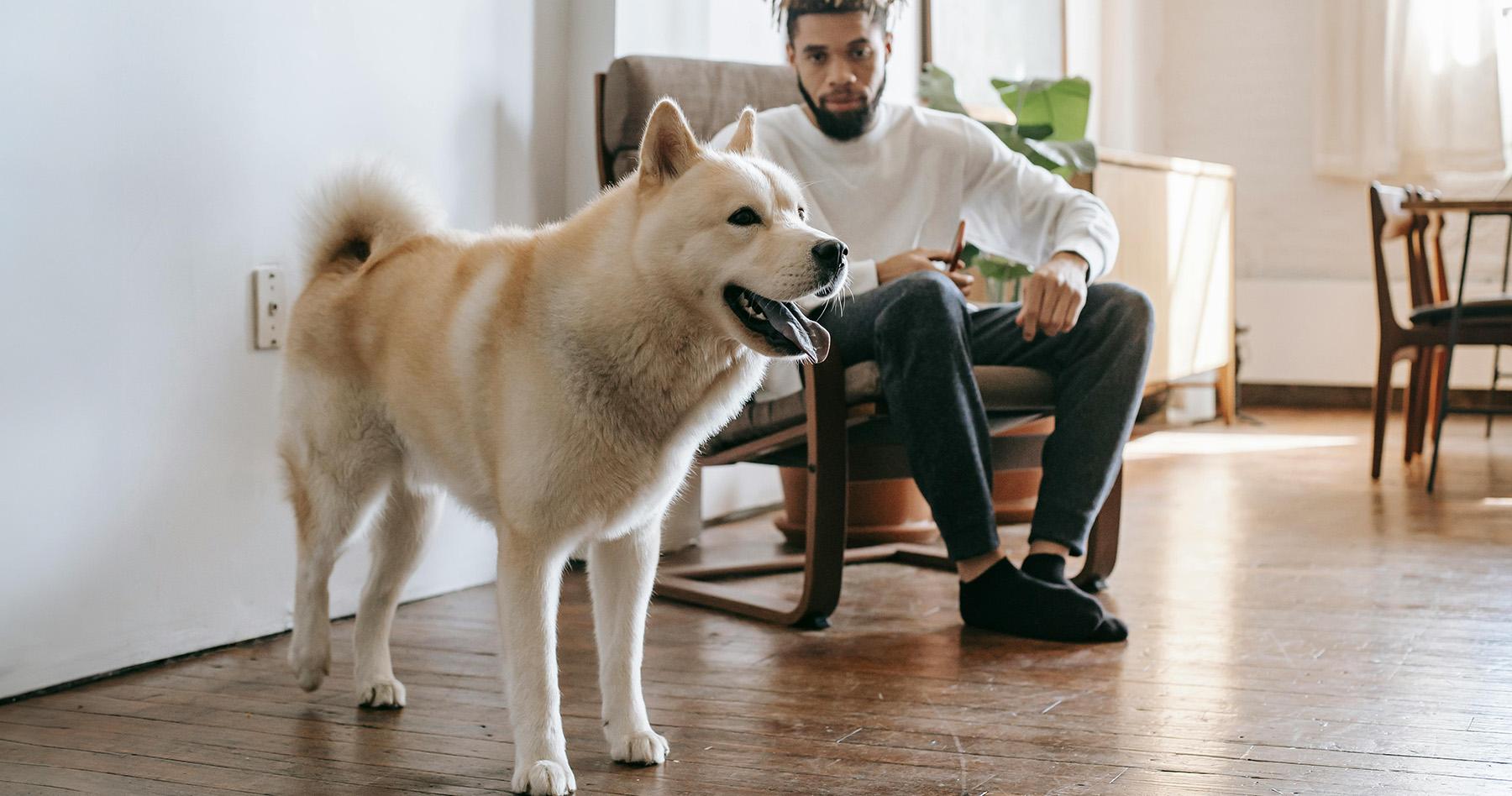 How to Stop Your Dog’s Marking Inside