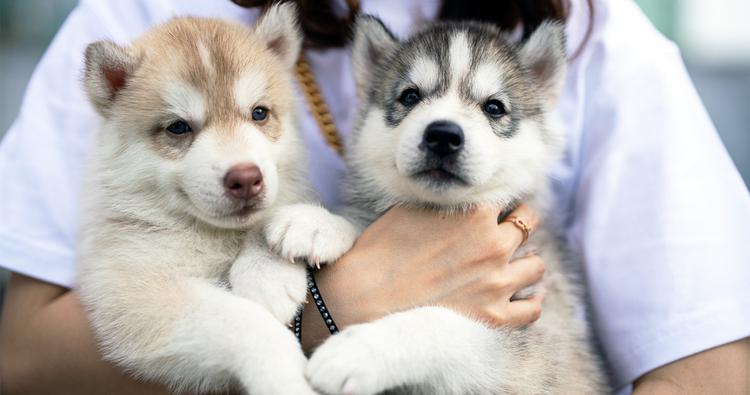 ​​Should I Get Two Puppies at Once?