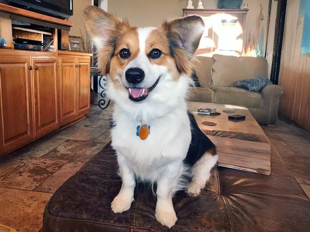 aussie corgi mixed breed dog on ottoman