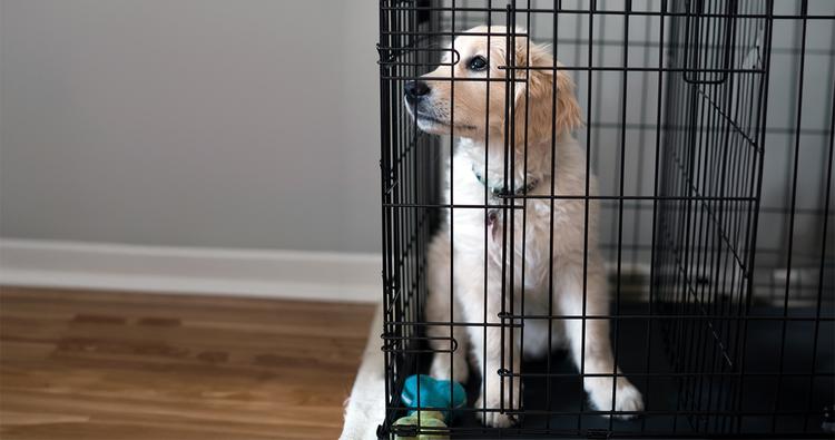 Can You Crate Train A Dog With Separation Anxiety?
