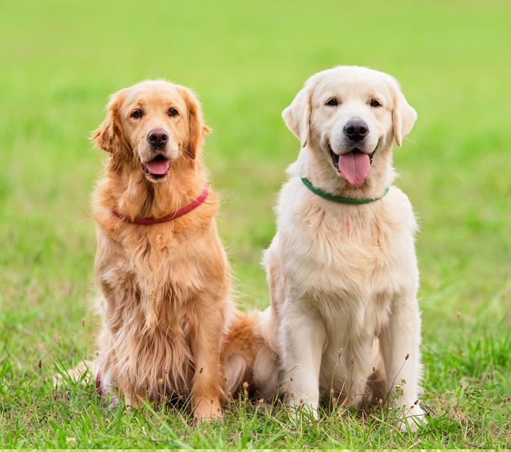 What diseases are Golden Retrievers prone to?