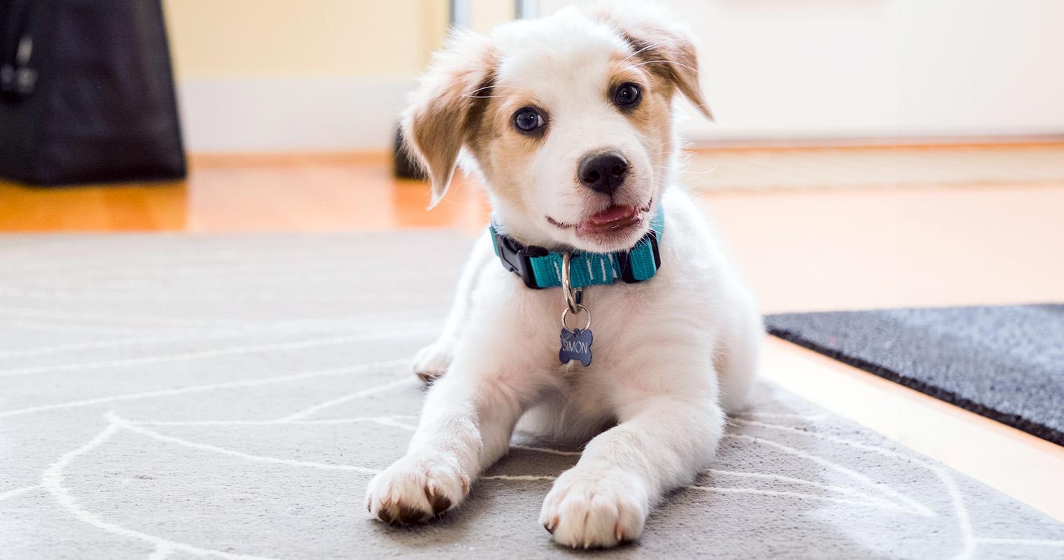 How Long Can You Leave a Puppy Alone?