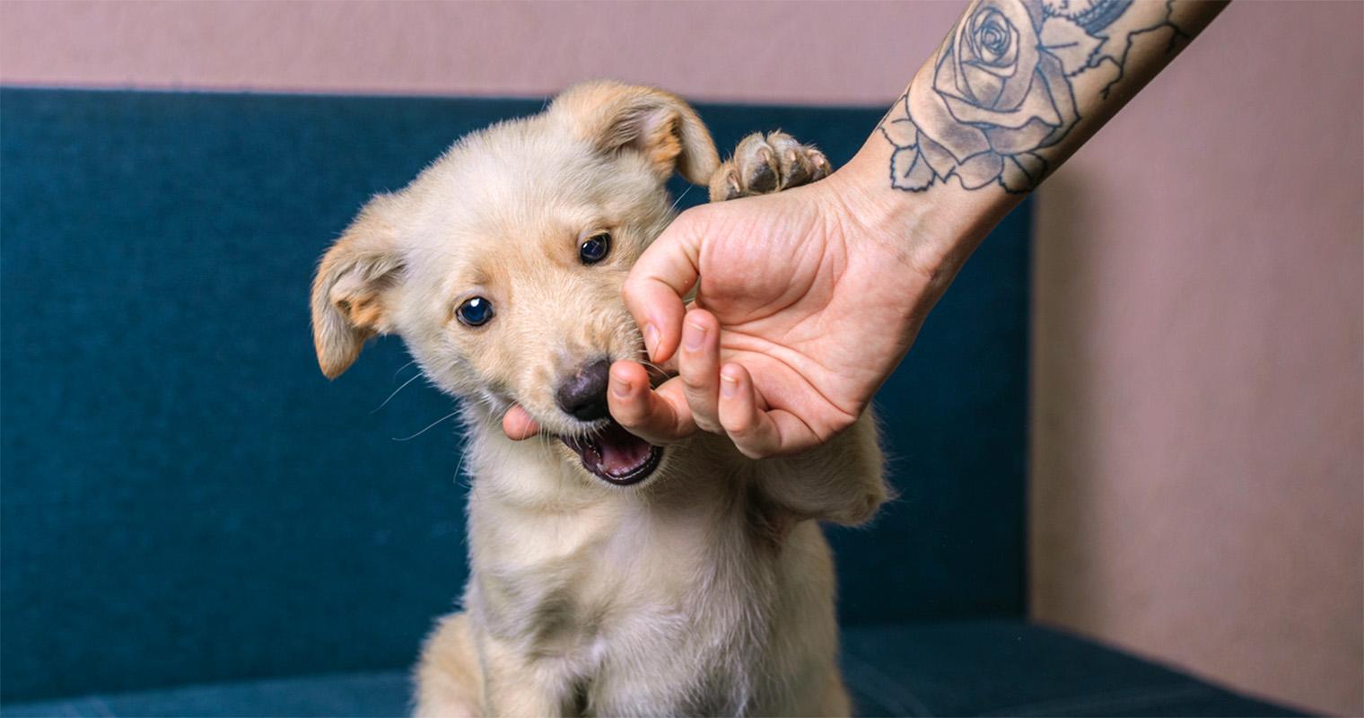 Bite Inhibition: How to Teach a Puppy to Not Bite