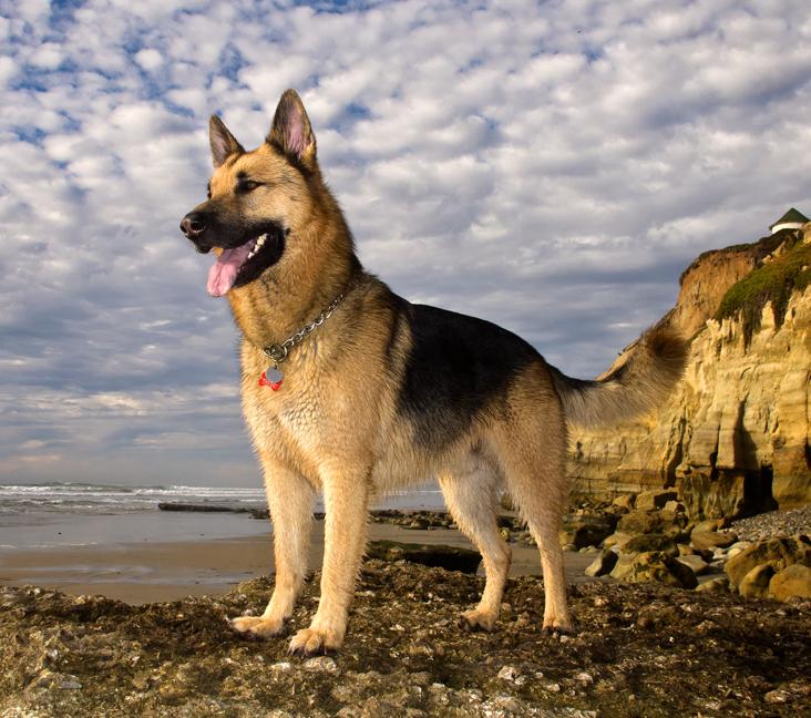 What do German Shepherds usually die from?