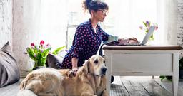 Can You Rehome a Dog Who Bites?