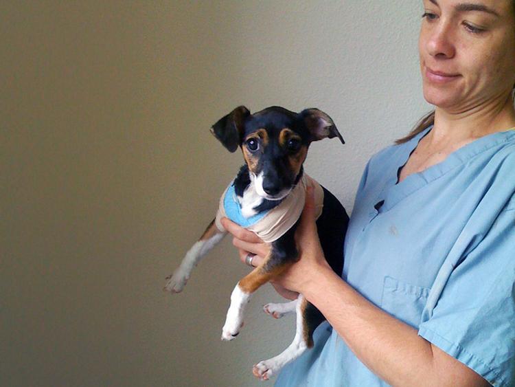 Parvo Puppies: How One Rescue is Upping Game in the Treatment of Parvo