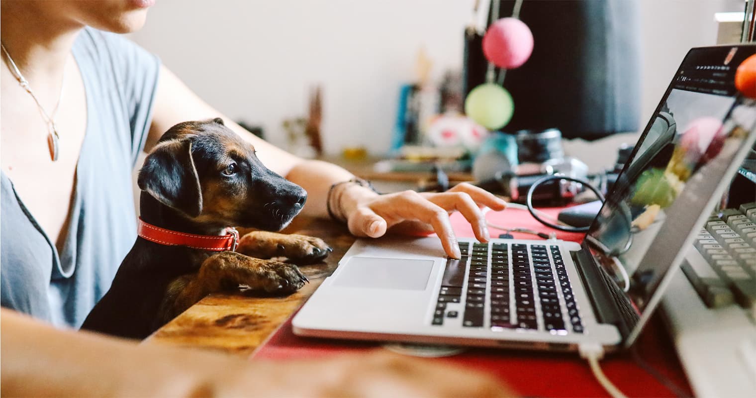 What Is The Fastest Way To Rehome A Dog?