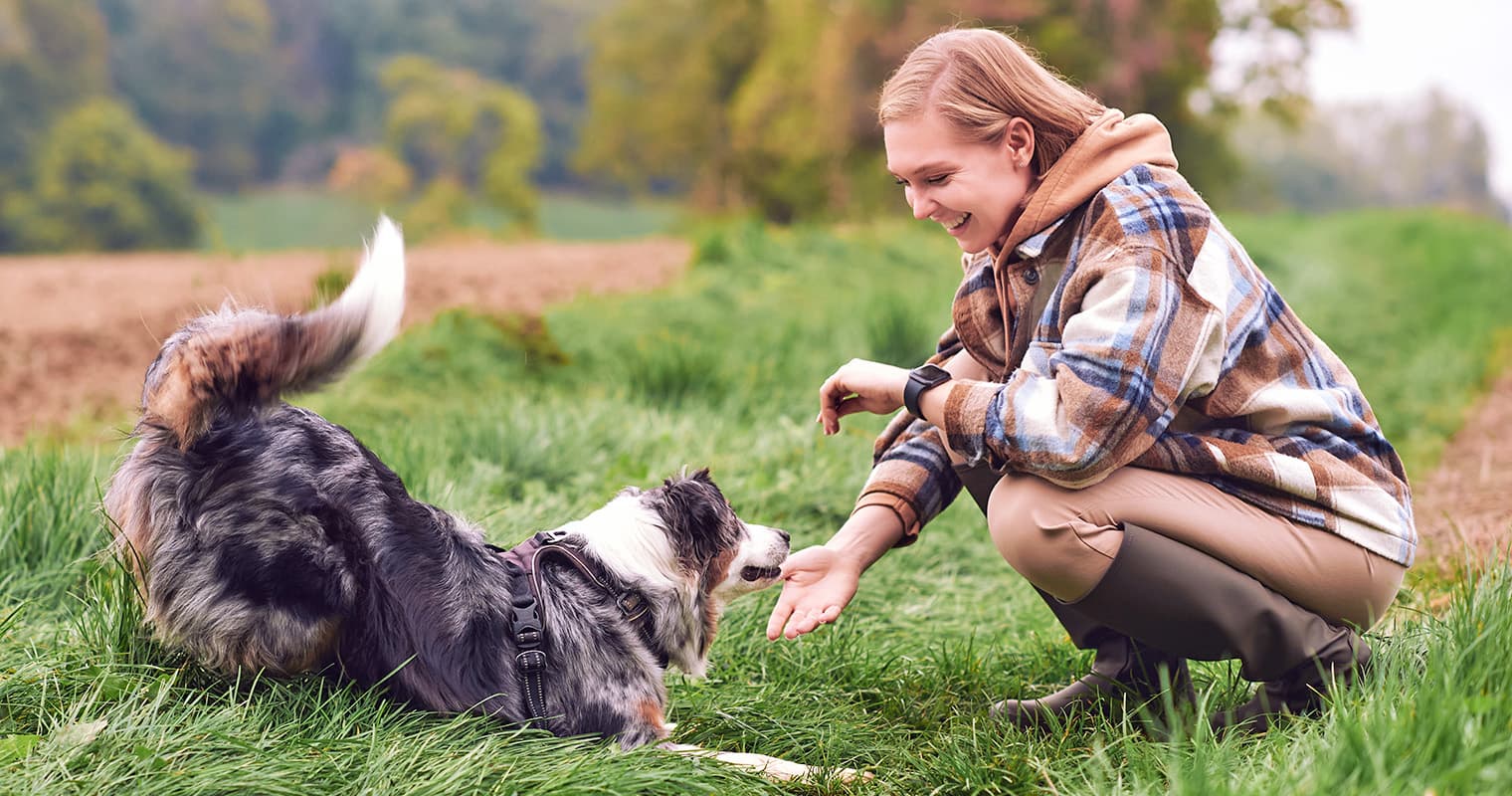 Love Australian Shepherds? You’ll Be Obsessed With These 10 Aussie Mixes