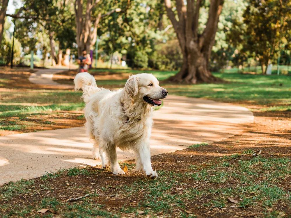 microchipped dog playing at park
