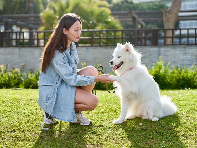 12 White Dog Breeds (Big and Small) with Solid White Coats