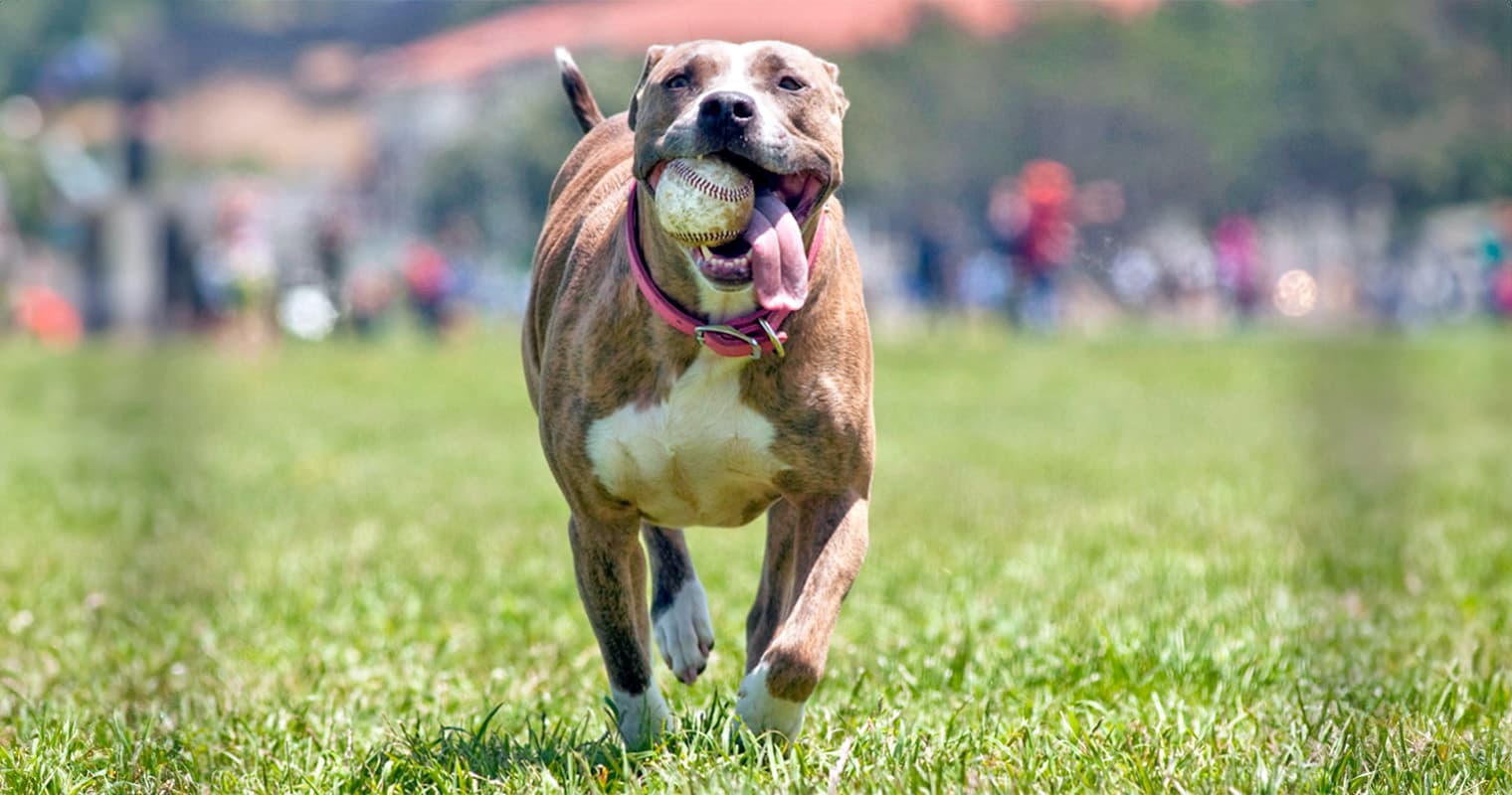 200+ Sports-Themed Names for Dogs