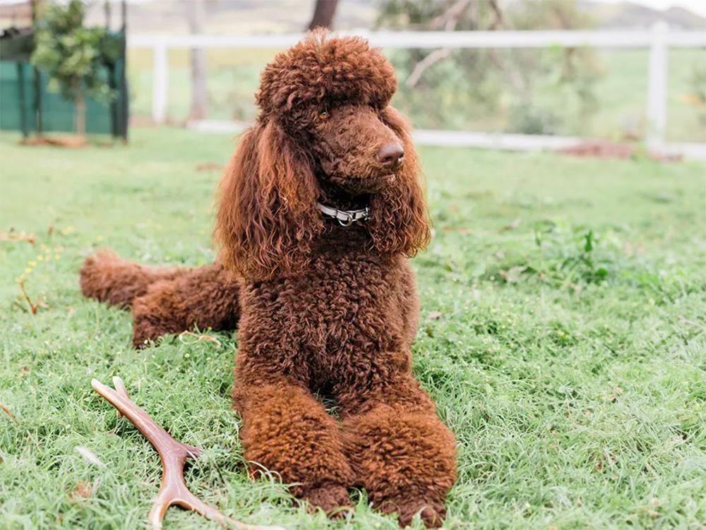 poodle in yard
