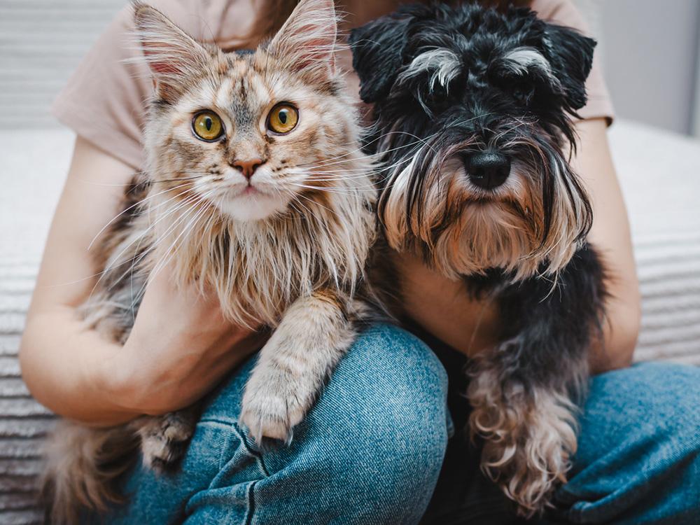 Cat vs. Dog: Which Pet is Best for Me?
