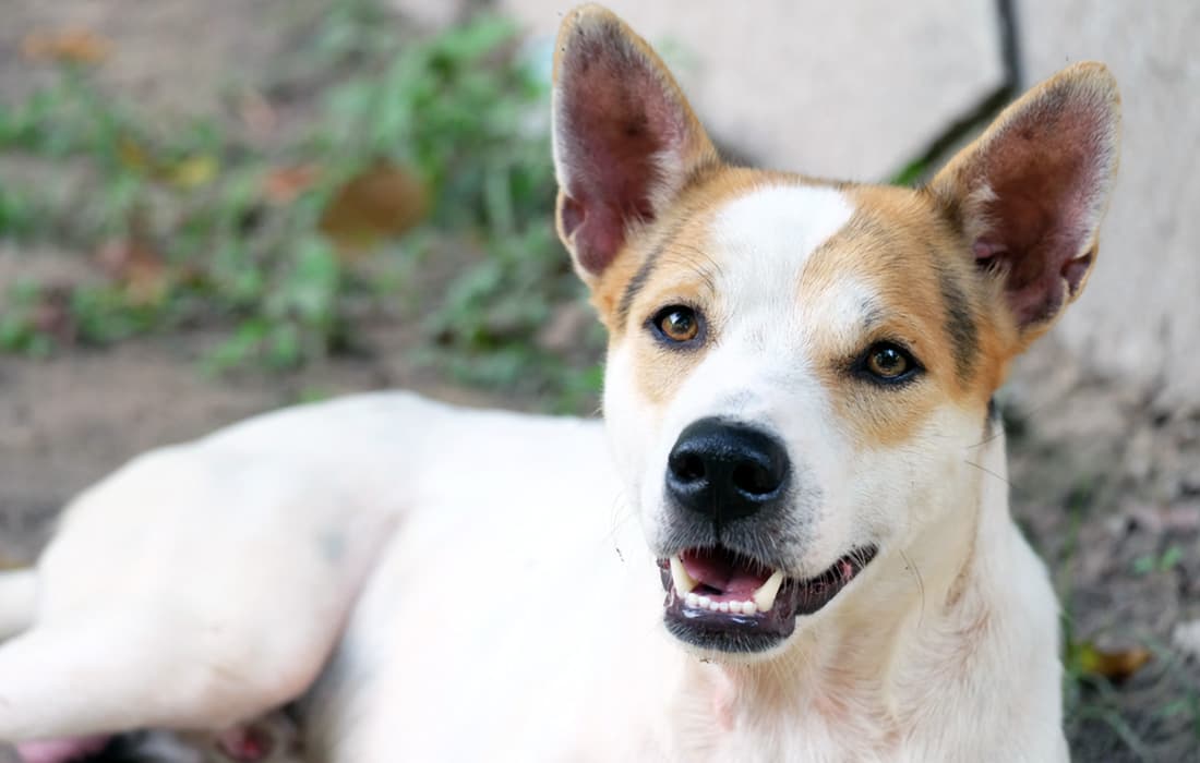 aussie / pit bull mix lying on the ground