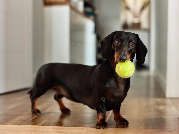 Why Dachshunds Are the Worst Breed (And 9 Reasons They’re the Best)