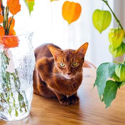 Brown Cats You Rarely See (and Totally Need to Know About)