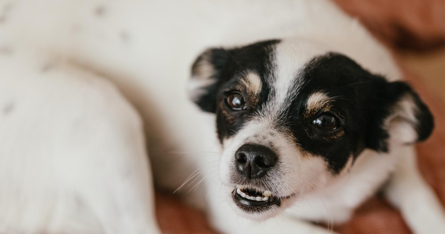 Will Neutering Calm an Aggressive Dog?