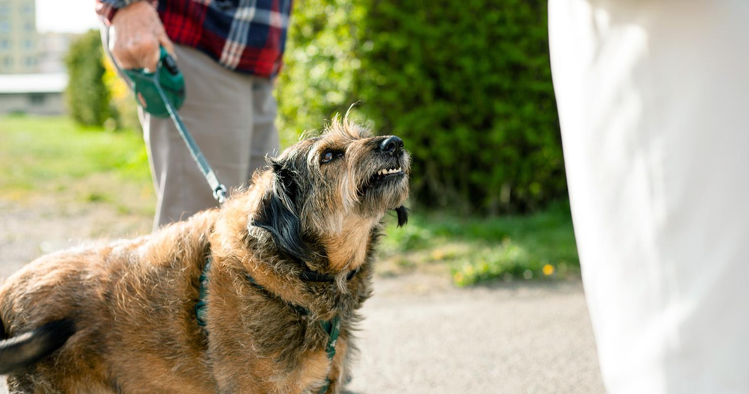 Why Is My Dog Being Aggressive All Of A Sudden?