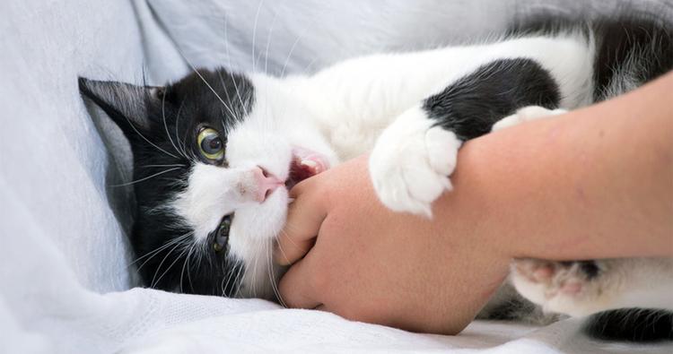 Why Does My Cat Bite Me? Understanding Cat Behavior