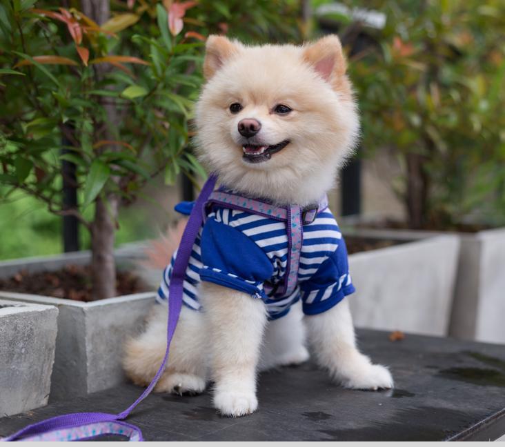 What does a Pomeranian look like?