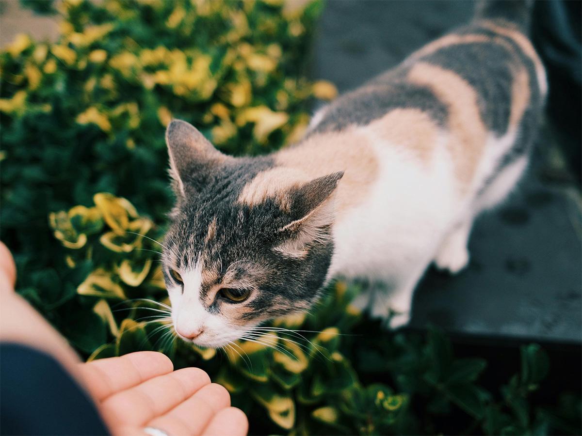 cat smelling a person