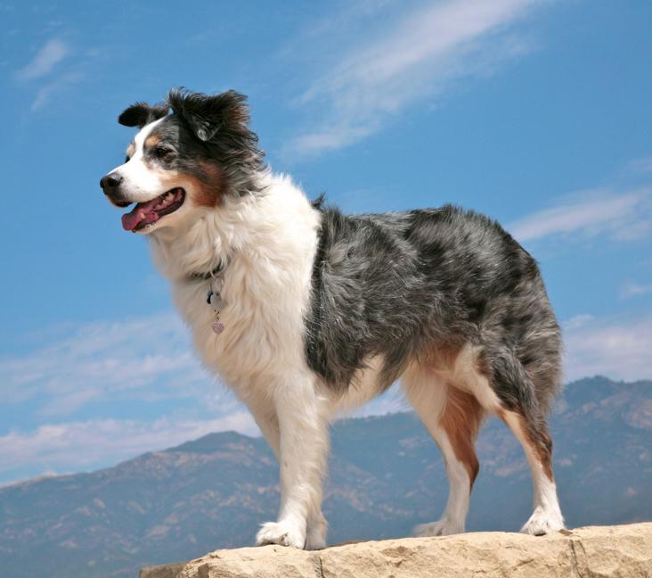 What are Australian Shepherds mixed with?
