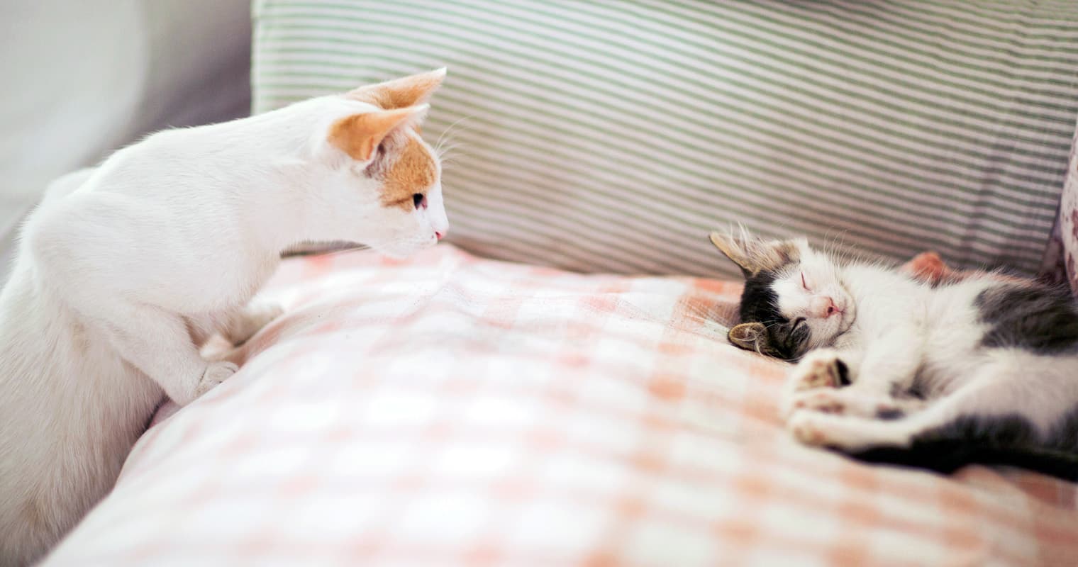 How Long Does It Take for a Cat to Get Used to a New Kitten?