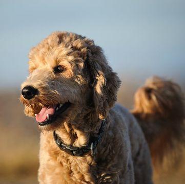 What were Goldendoodles bred for?