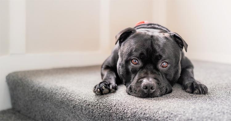 What Can I Spray On Carpets To Keep Dogs From Peeing?