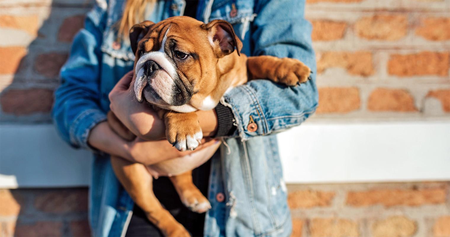 10 Wrinkly Dog Breeds That Give Us All the Feels