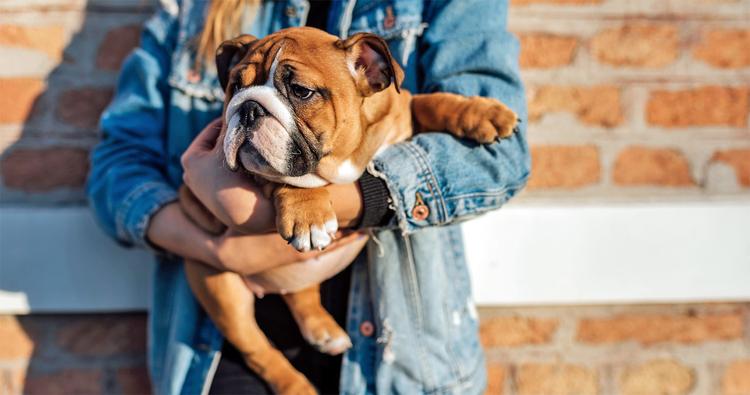 10 Wrinkly Dog Breeds That Give Us All the Feels