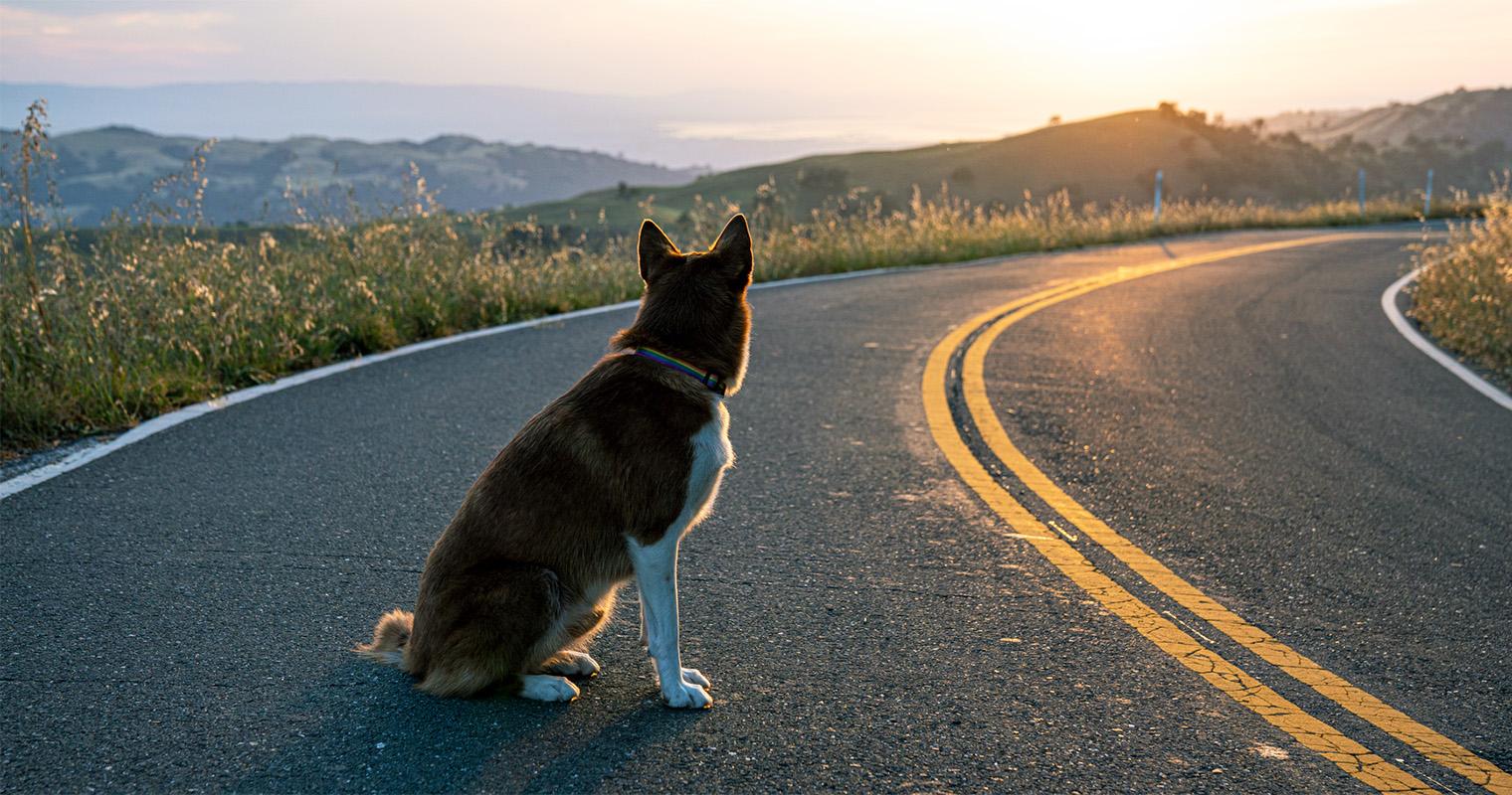 Can Pets Find Their Way Home?