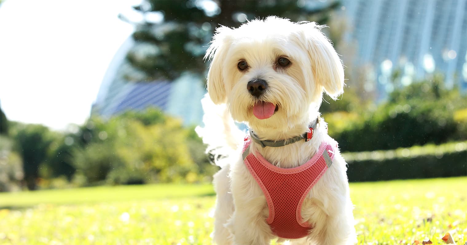 How Do I Rehome My Maltese?