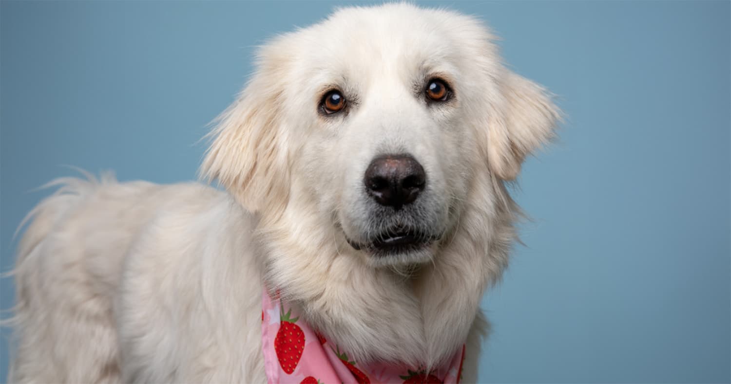 Let’s Find Homes for These 4 Pennsylvania Dogs