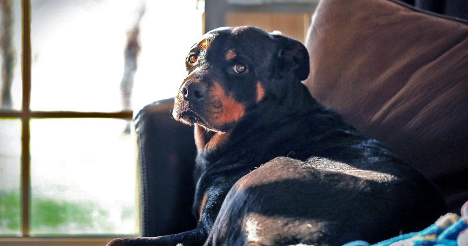 Do You Have to Pay to Rehome a Rottweiler?