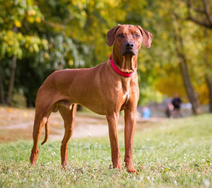 Do Rhodesian Ridgebacks like water? - Adopt a Pet