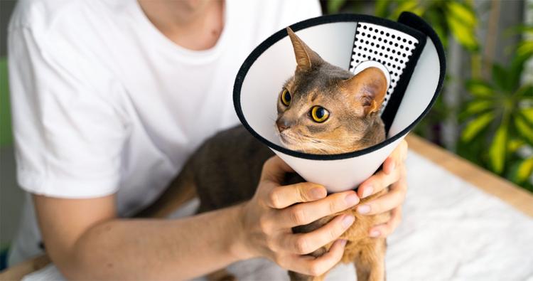 Should You Spay or Neuter Your Cat? (Spoiler Alert: Yes.)