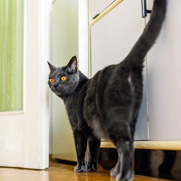 Cat Peeing:  How Can I Stop A Cat From Spraying?