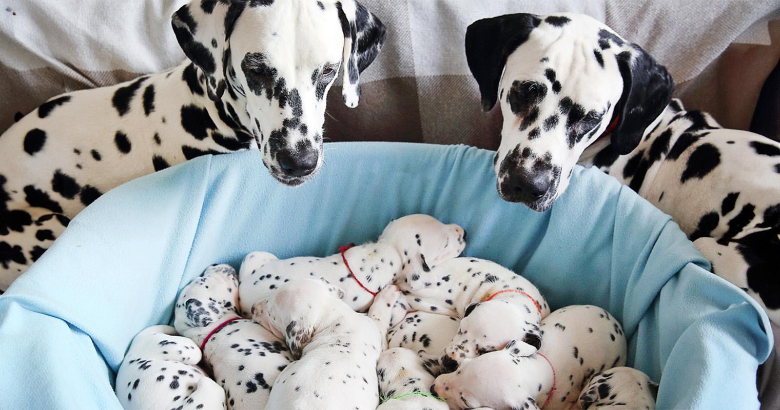 60+ Dog Names Inspired by Disney Characters