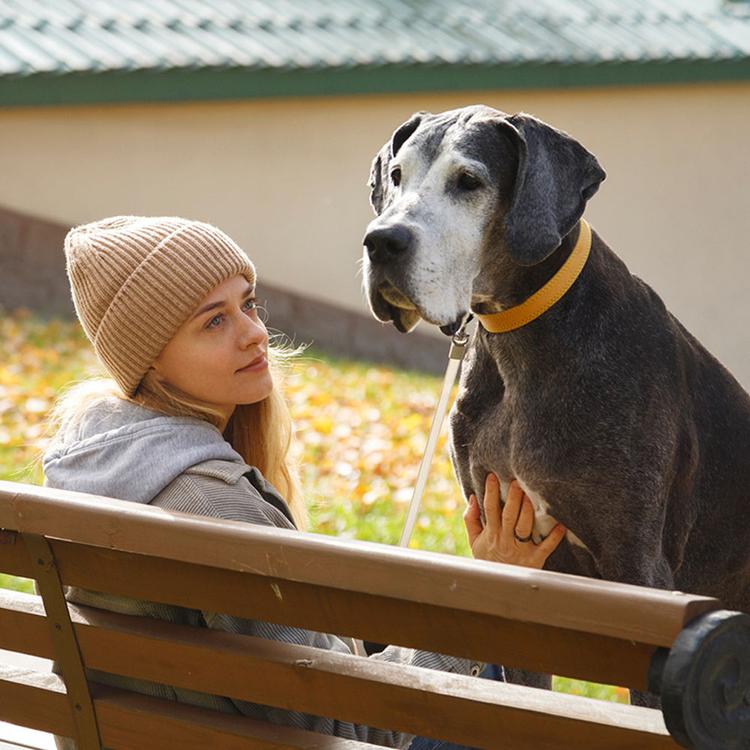 How to Choose a Rescue Dog: Picking the Right Dog for You
