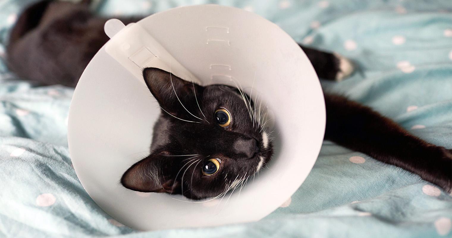 Why Should You Get Your Pet Spayed Or Neutered?