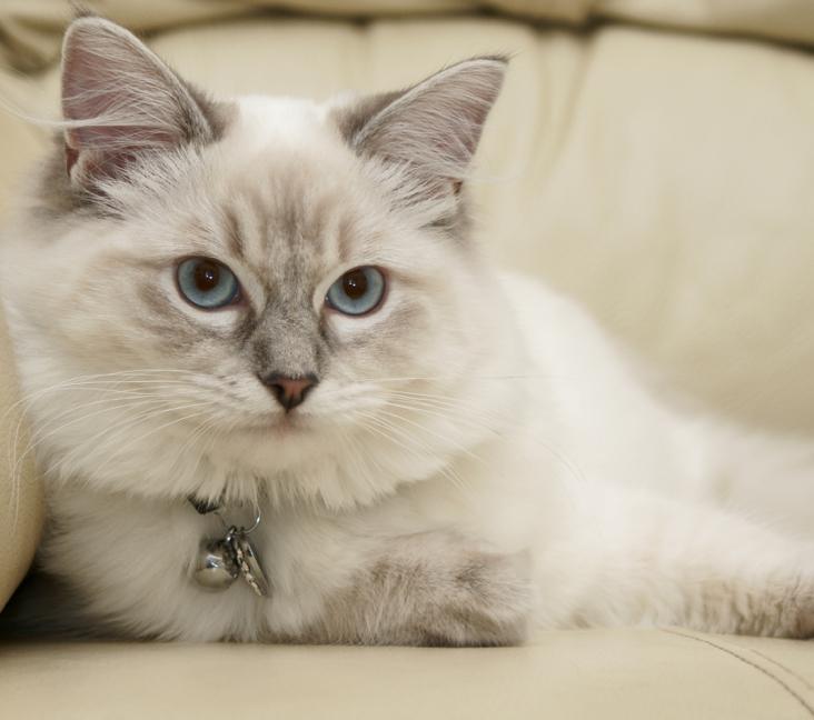 What type of coat do Ragdoll cats have?