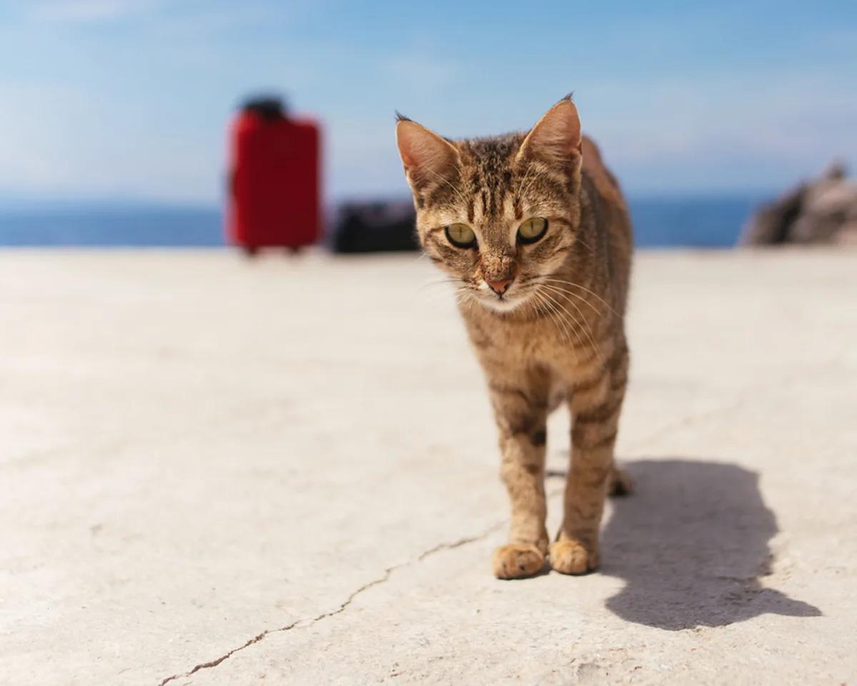 feral cat walking on the road