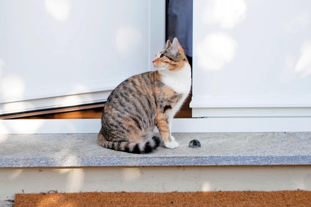 cat sitting on a stoop