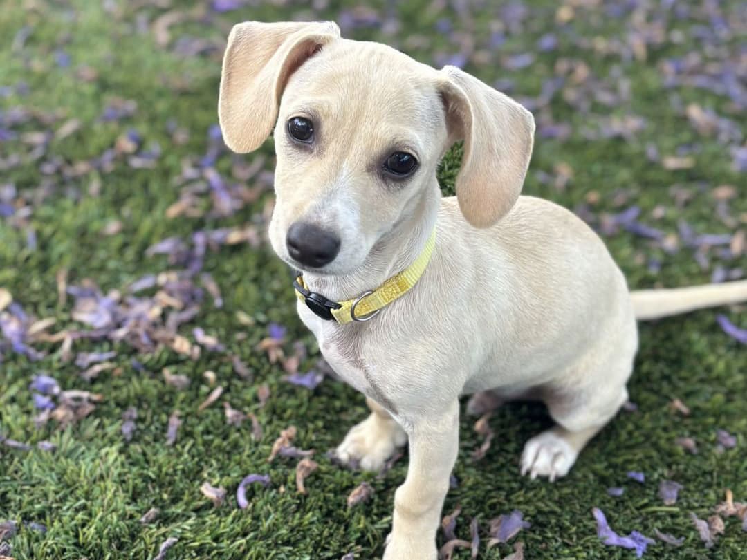 small adoptable dog with yellow collar and floppy ears in san diego